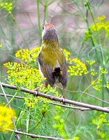 Tailor bird